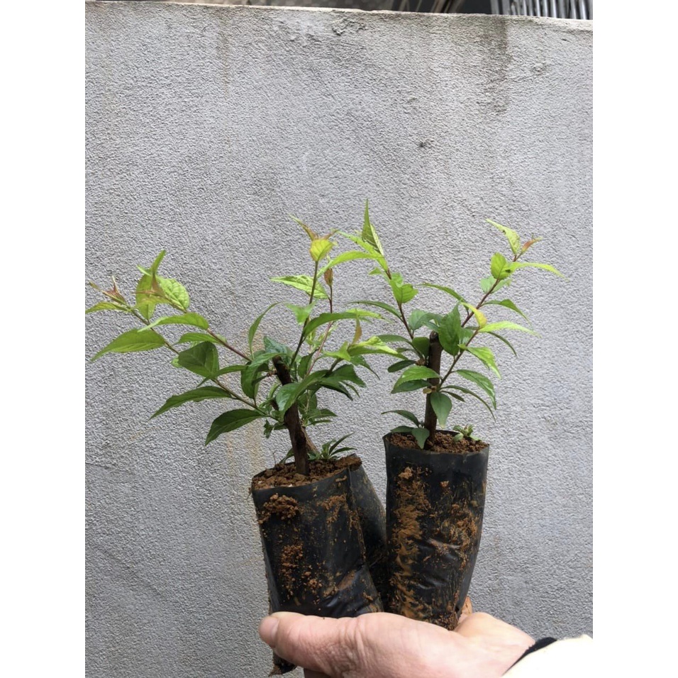 Cây giống nhât tri mai (hoa mai trắng) cây nhu hình ( mua 10 cây tăng 1cay)