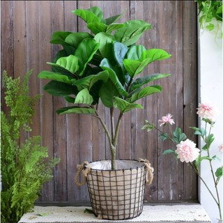 Cây bàng Singapore - Cây giả 3 nhánh cao cấp lá to trang trí nhà cửa, văn phòng, spa, khách sạn