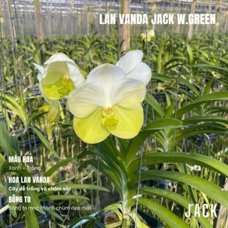 Lan vanda jack w.green - bông to đẹp