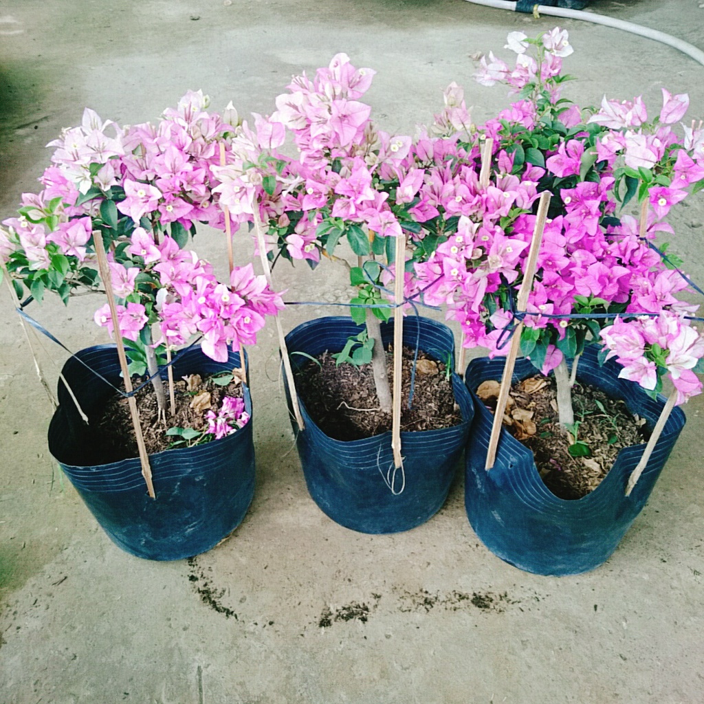 Hoa Giấy Tím Tuyết - cây cảnh đẹp trang trí sân vườn