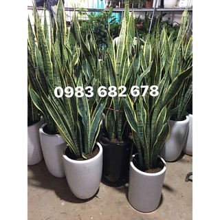Chậu cây lưỡi hổ (1 chậu 5 cây)