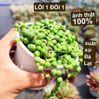 Sen Đá Hạt Ngọc Tròn Size Trung 10-12cm, Sen Đá PANDAA GARDEN Đà Lạt Khoẻ Đẹp, Thích Nghi Mọi Khí Hậu, Lỗi 1 Đổi 1