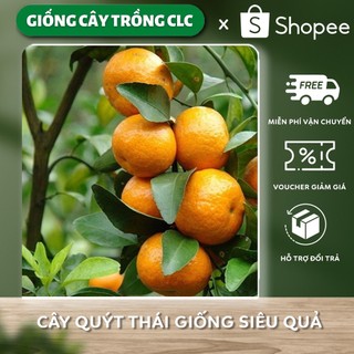 Cây quýt thái giống siêu quả, ngọt mát, mọng nước chất lượng cao