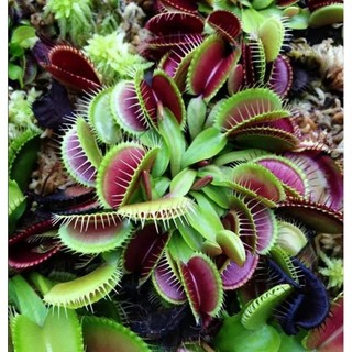 CÂY BẮT MỒI mini,CÂY BẪY KẸP FLYTRAP, CÂY ĂN THỊT CÔN TRÙNG.