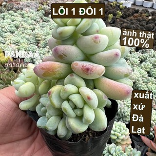 Sen đá sỏi thiên thanh size 5-8cm, siêu đẹp dễ trồng dễ chăm, sen đá pandaa garden đà lạt dễ thích nghi, lỗi 1 đổi 1