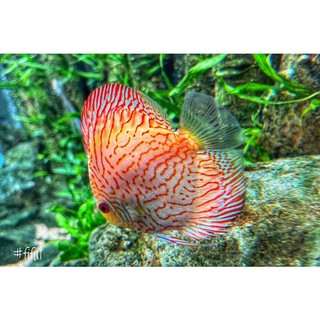 Thức Ăn Cá Đĩa Cao Cấp DISCUS FOOD (160g)