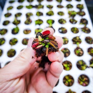 CÂY BẮT MỒI mini,CÂY BẪY KẸP FLYTRAP, CÂY ĂN THỊT CÔN TRÙNG.