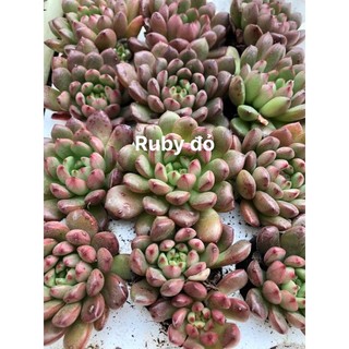 Sen vỉ mini
