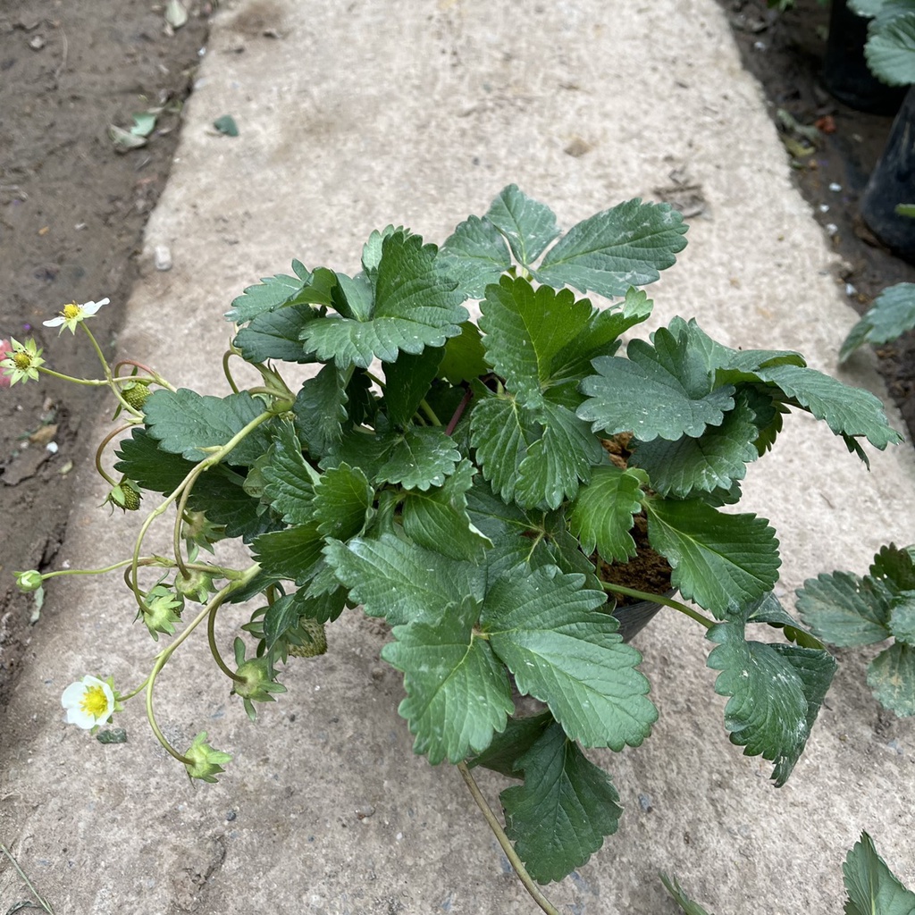 Cây dâu tây bụi xum trồng sẵn bịch đen đã có thể cho ra trái