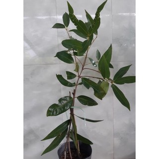 Cây giống mận roi lý