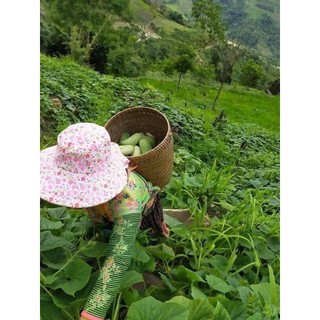 🥒 Hạt Giống Dưa Mèo,dưa HMông (2gói x 130 hạt)