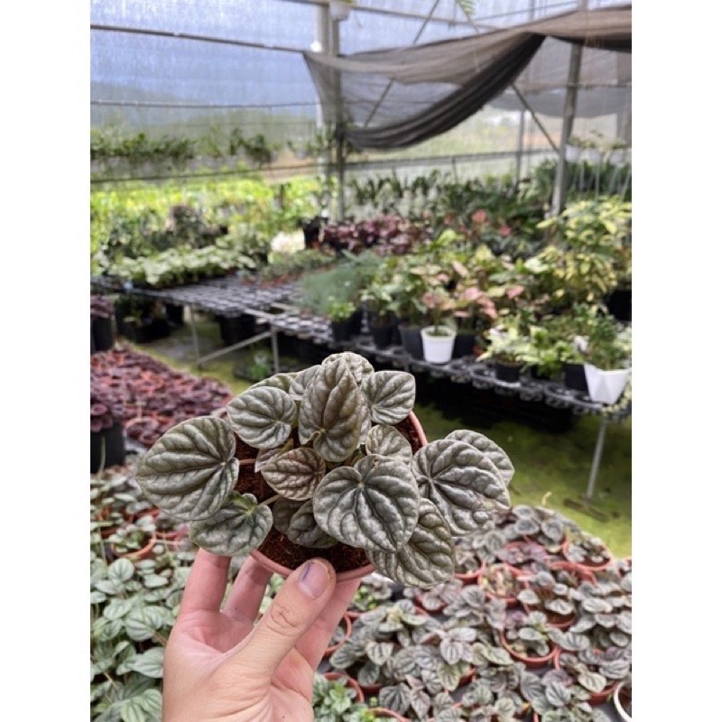 Chậu cứng hạnh tiên thảo - peperomia Caperata