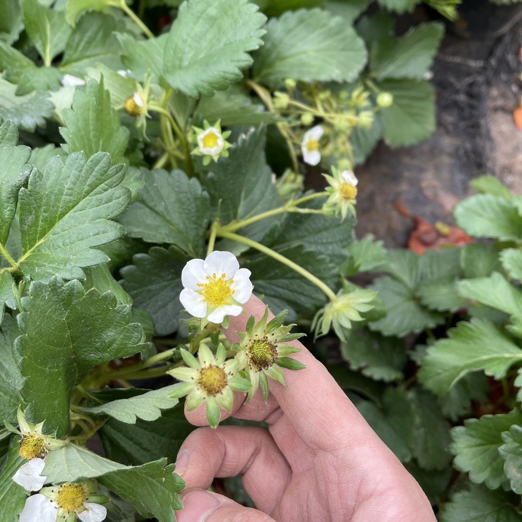 Cây dâu tây bụi xum trồng sẵn bịch đen đã có thể cho ra trái