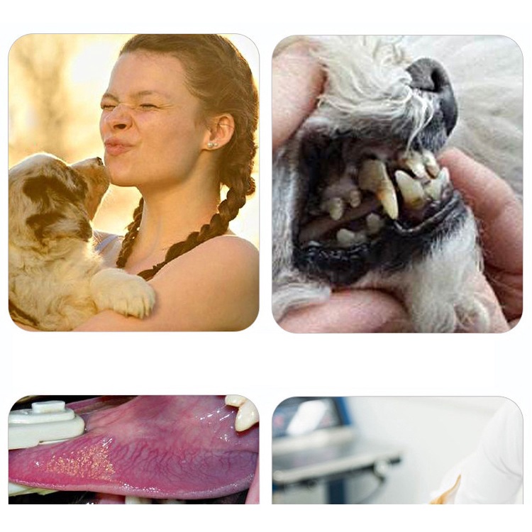 Orgo- Bàn chải răng và Kem đánh răng chó mèo thú cưng Giúp răng miệng thơm tho hết thối mồm