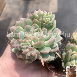 Sen Đá Dù Hồng ☔☔☔ Size Bầu - Trung