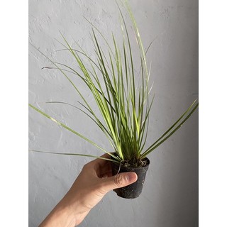 Thạch Xương Bồ (Cỏ Thơm) đủ loại