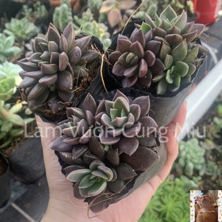 Sen Đá Mặt Trăng 🌖🌖🌖 Size Bầu