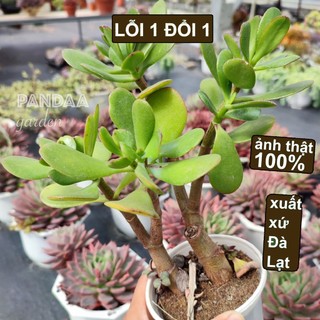 Sen Đá Thạch Bích Thân Thụ Size Trung 10-12cm, Sen Đá Vườn PANDAA GARDEN Xuất Xứ Đà Lạt Khoẻ Đẹp, Lỗi 1 Đổi 1