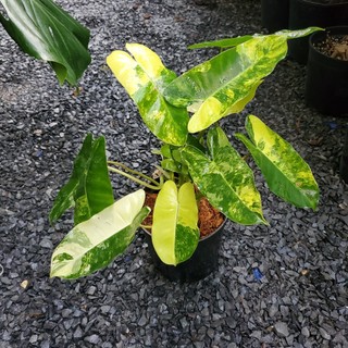 Philidendron Blurmax Var
