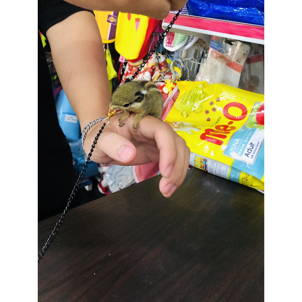 Combo dây xích sóc đất, sóc bông, sóc bay úc baby và trưởng thành bán chạy nhất