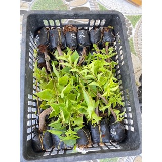 Hom giống hoa giấy Thái ( cây con chưa hoa)
