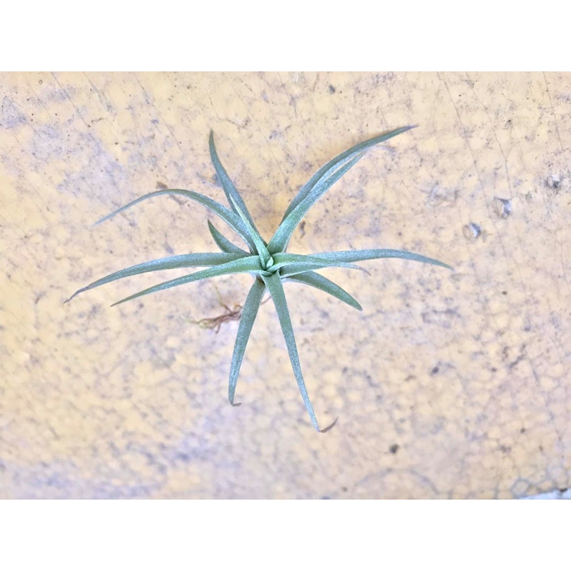 Cây không khí Tillandsia Capitata