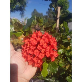 Mẫu đơn/bông trang phụng hoàng lửa