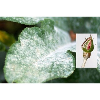 Thuốc Trị Bệnh Cây Mancozeb 800wp Bột Xanh