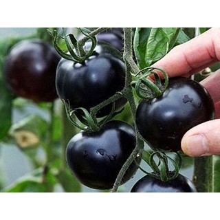 Hạt giống cà chua đen siêu quả