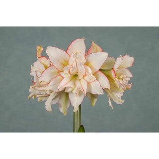 Củ hoa Lan huệ kép Harlequin( chuẩn màu)