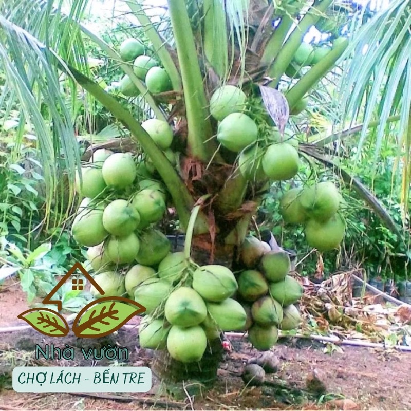 Dừa xiêm lùn cây giống cao 1m chuẩn giống có bảo hành