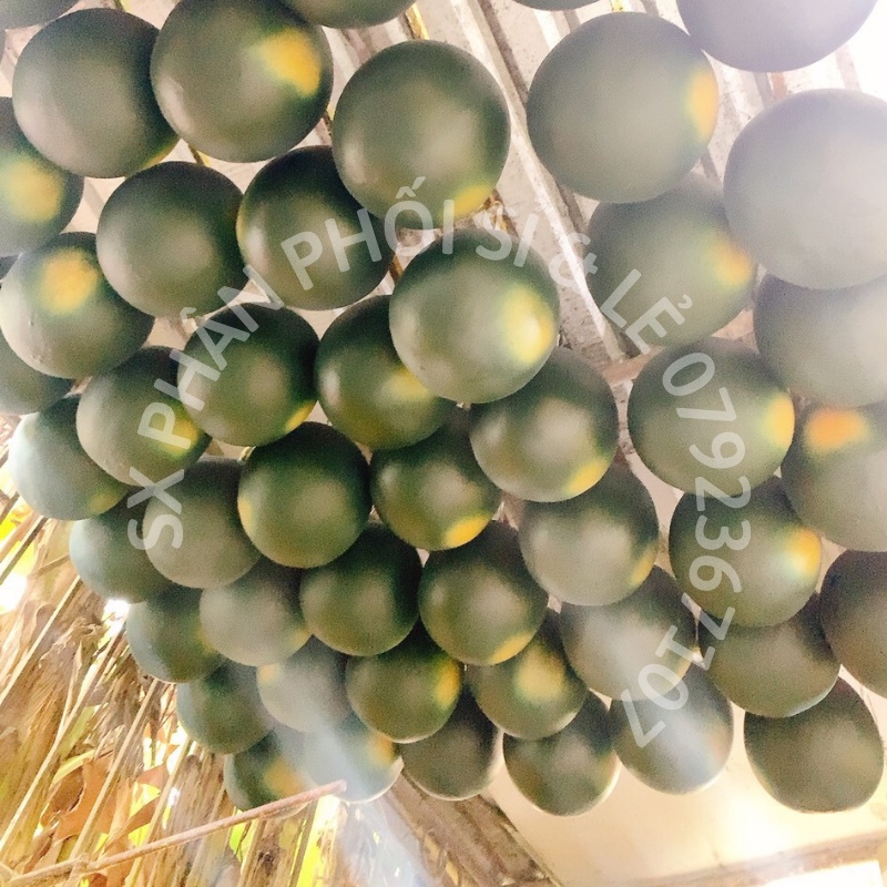 Trái Giả Trái Dưa Hấu Tròn Lớn  mô hình Việt Nam công nghệ Thái Lan GIỐNG THẬT 99%-Trang trí nhà cửa