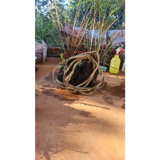Dây leo rừng trang trí