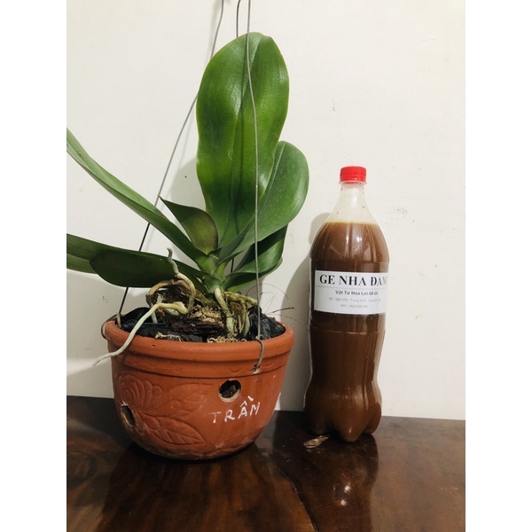 GE Nha Đam + Dịch Nha Đam  - Phân Bón Hữu Cơ - Kích rễ - Kích kie - Kích thích Sinh trưởng.