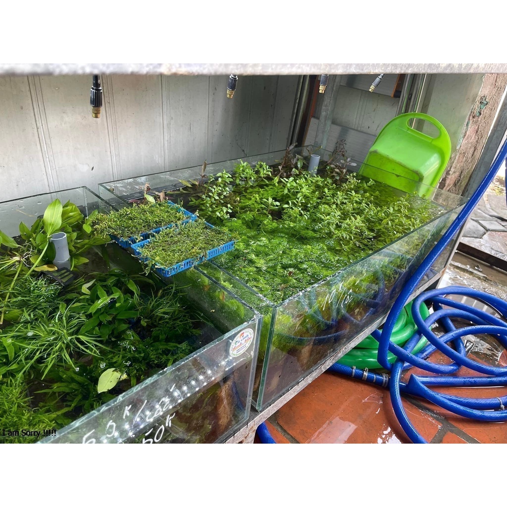Cây Thủy Sinh Cắt Cắm Tổng Hợp