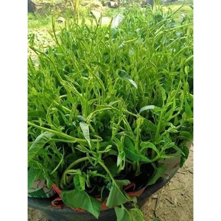 Hạt rau muống xanh siêu ngọn rau muống chùm