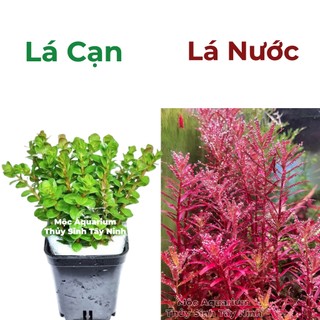 1 NGỌN Rotala Colorata Red Lá Cạn/Lá Nước - Cây Cắt Cắm - Cây Thủy Sinh