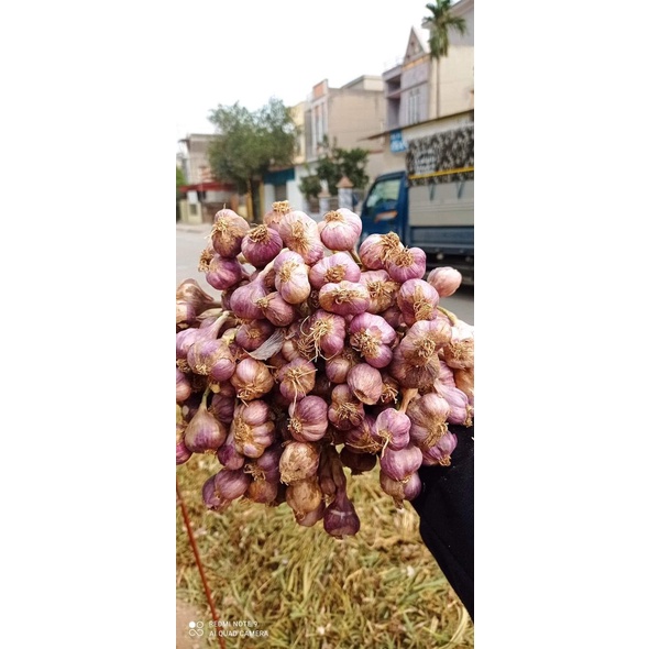 Tỏi ta khô kinh môn HẢI DƯƠNG