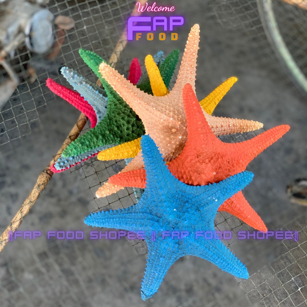 SAO BIỂN PHỐI NHIỀU MÀU LOẠI CON TO TRANG TRÍ DECOR SIÊU ĐẸP