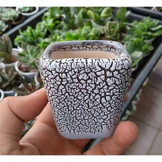 Chậu sứ rạn - dáng vuông / Chậu sứ vuông rạn - chậu mini trồng sen đá, xương rồng