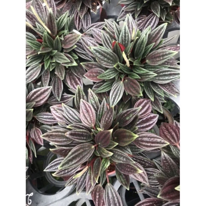 Chậu cứng hạnh tiên thảo - peperomia Caperata