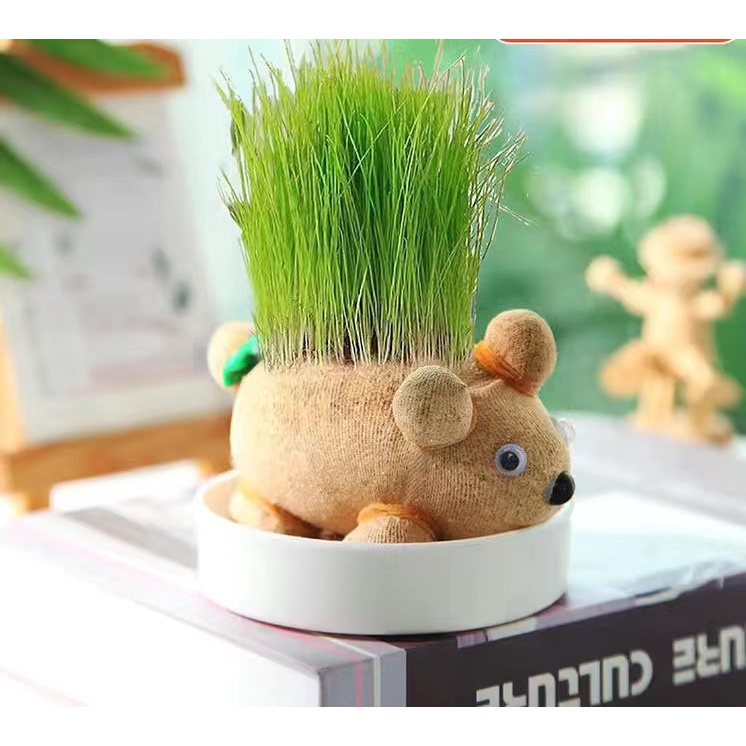 dài cỏ búp bê xu hướng mới bàn làm việc phòng khách chậu cây nhỏ Búp bê đầu cỏ Chậu cây mini