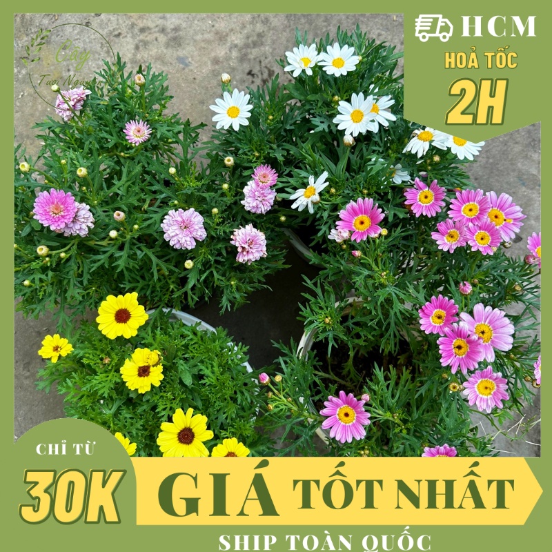 CHẬU CÚC HOẠ MI thân gỗ, cây trồng chậu nhựa phát triển ổn định, hoa nở quanh năm, Cây Tươi Nguyên