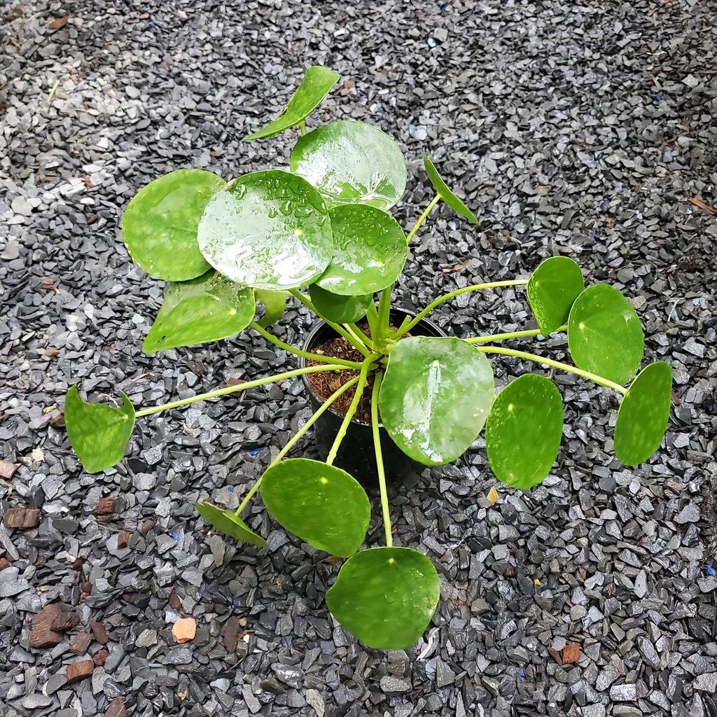 Cỏ Gương [ hỏa tốc ]