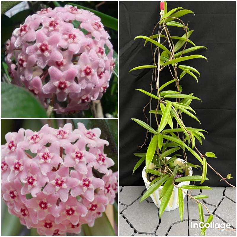 Hoa Cẩm cù mini bella thân leo size lớn như hình, hoa đẹp , siêng hoa