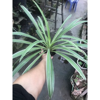 Cây cỏ lan chi, cây cỏ chỉ