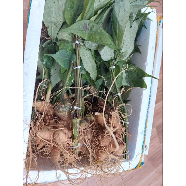 Sâm Lai Châu 10 củ 1kg có lá
