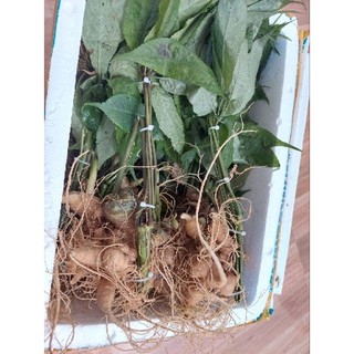 Sâm lai châu 10 củ 1kg có lá