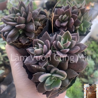 Sen Đá Mặt Trăng 🌖🌖🌖 Size Bầu