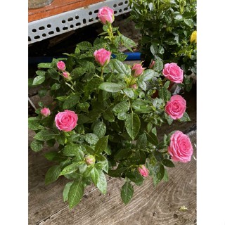 CHAT SHOP TƯ VẤN VẬN CHUYỂN-CÂY HỒNG lùn Bụi ĐẸP XỈU 0.5m tezza cam hồng đỏ KHỎE TẶNG KÍCH RỄ